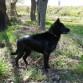 A Kira la adopte de cachorrita cuando estaba a punto de ir a la perrera, por suerte pude cogerla antes. Es la más pequeña y la más juguetona. Le encanta bañarse en el río. Es un cruce de Border Collie y Pastor Aleman.
